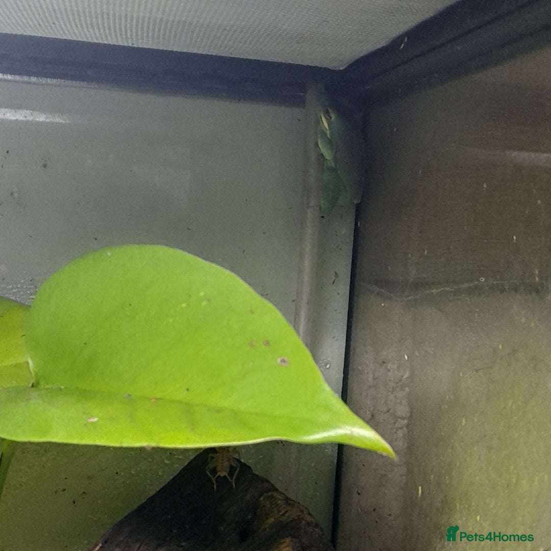 Gecko reptiles for sale: Geckos Fish Frogs full setups - Image 29