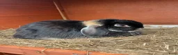 Mini Lop rabbits for sale: Three beautiful friendly rabbits in Port Talbot - Advert 1