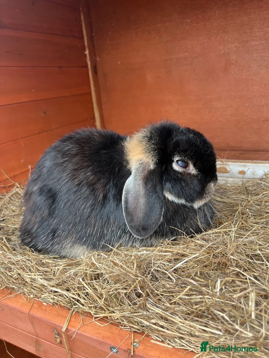 Mini Lop rabbits for sale: Three beautiful friendly rabbits in Port Talbot - Advert 1