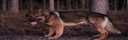 German Shepherd dogs for sale: Big bone gsd male  - Advert 14