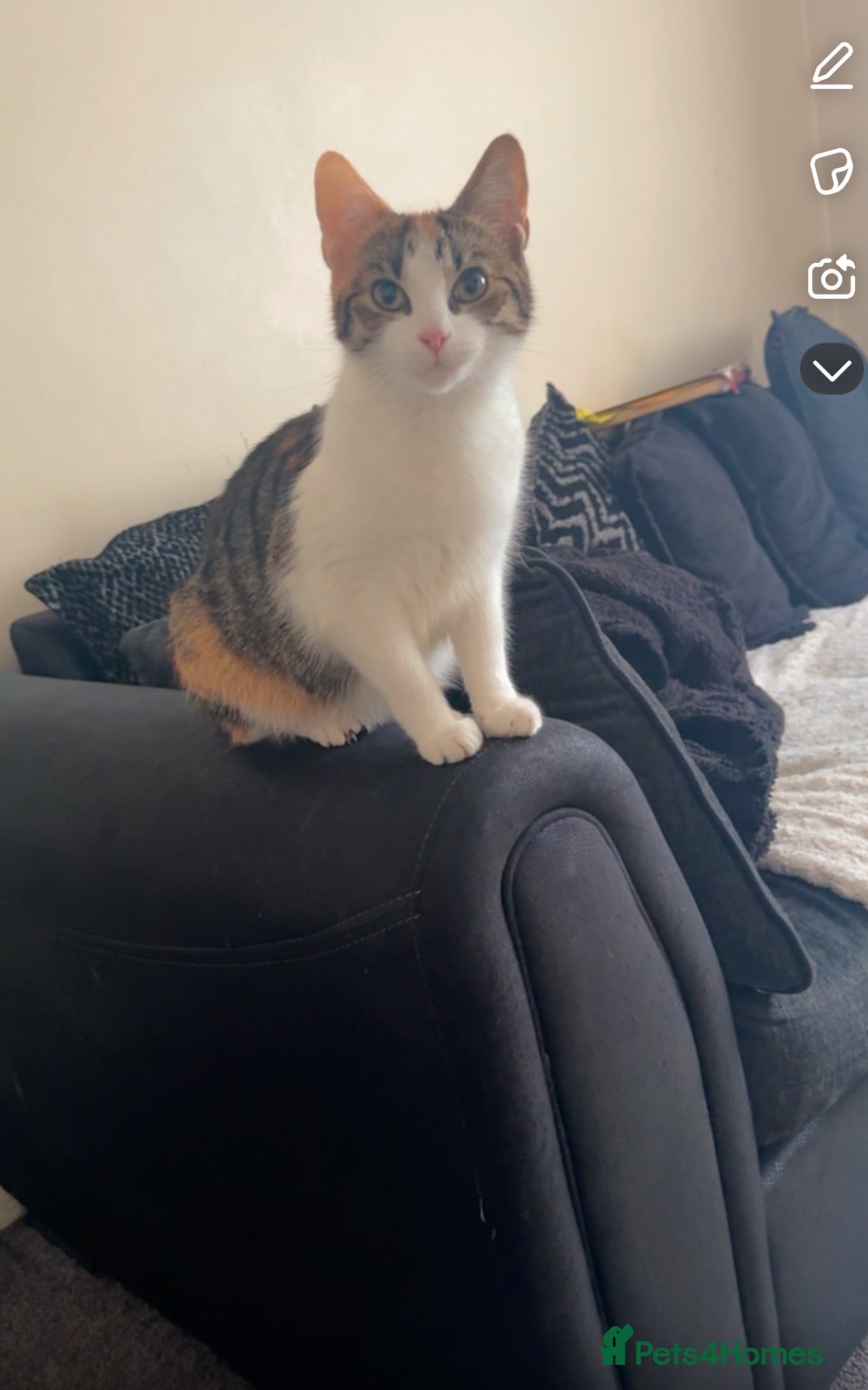 Mixed Breed cats for sale: 3 Male Kittens Ready For Loving Homes in Hayes - Advert 2