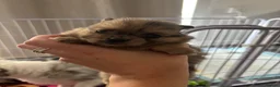 Pomeranian dogs for sale: Pomeranian puppies  in Bishop Auckland - Advert 9