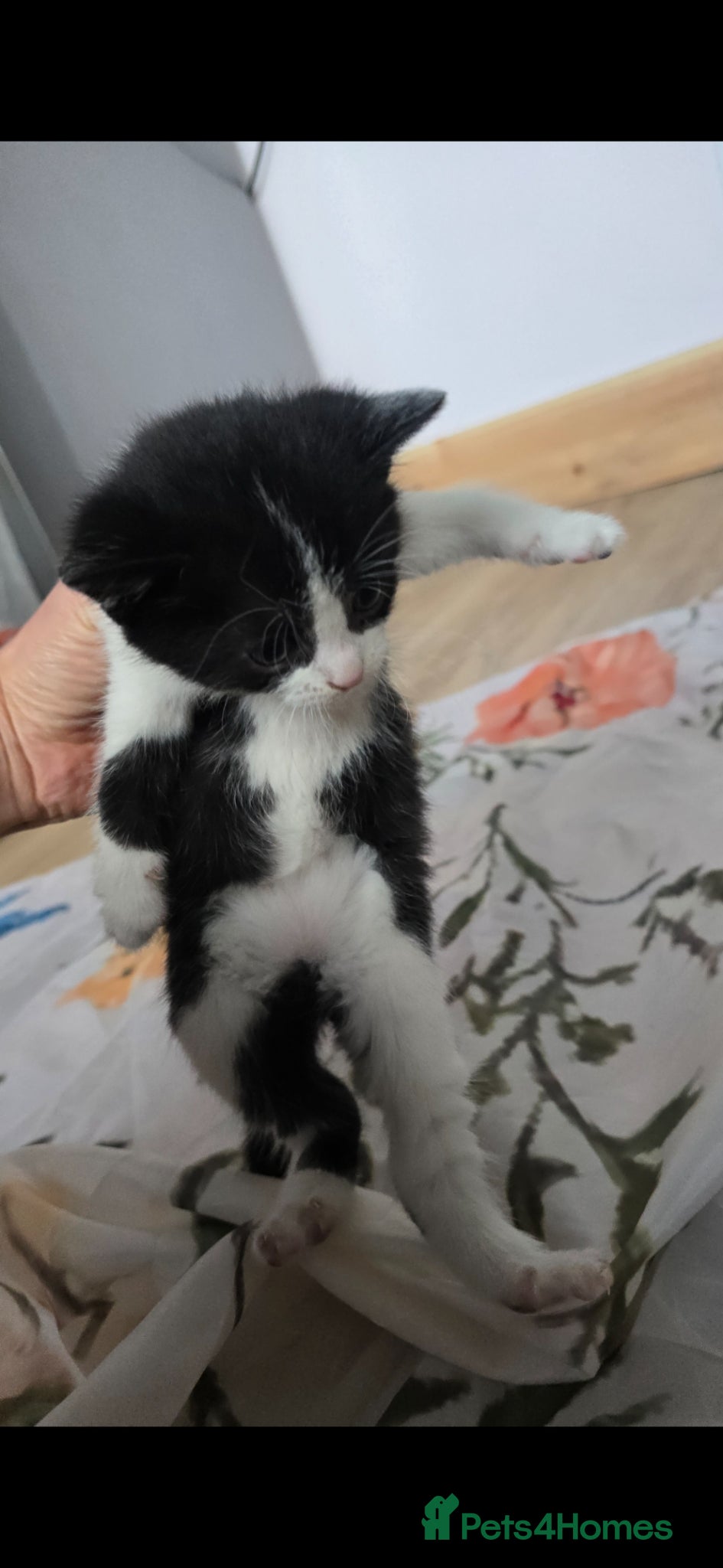 Mixed Breed cats for sale: Lovely 2 girl kittens 😸 😍  - Advert 16