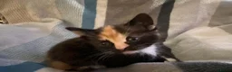 Mixed Breed cats for sale: Ragdoll mum and ginger dad  in Boston - Advert 7
