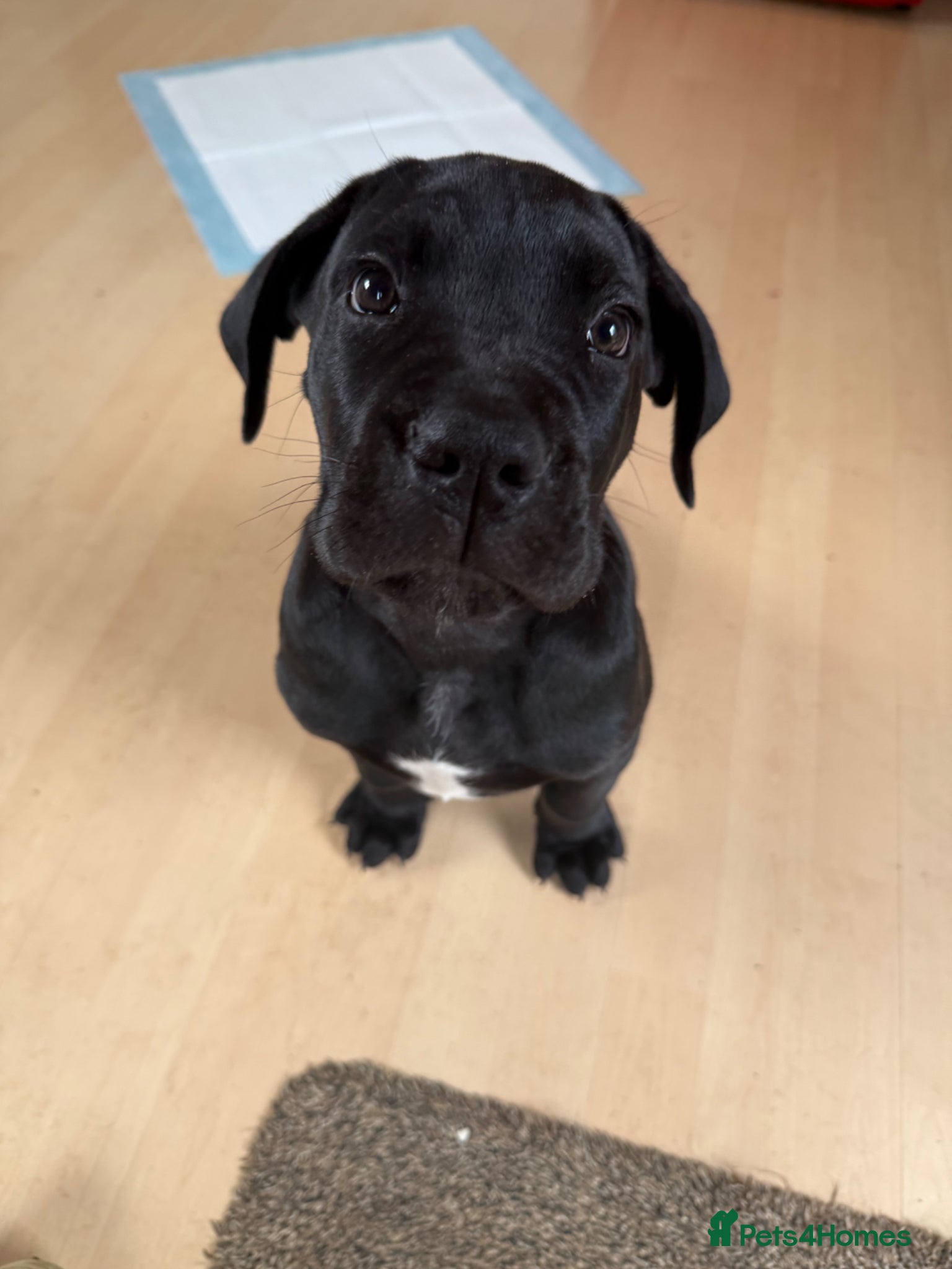 Mixed Breed dogs READY TO LEAVE Italian daniffs - Advert 3