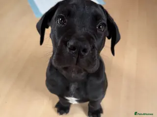 Mixed Breed dogs READY TO LEAVE Italian daniffs - Advert 4