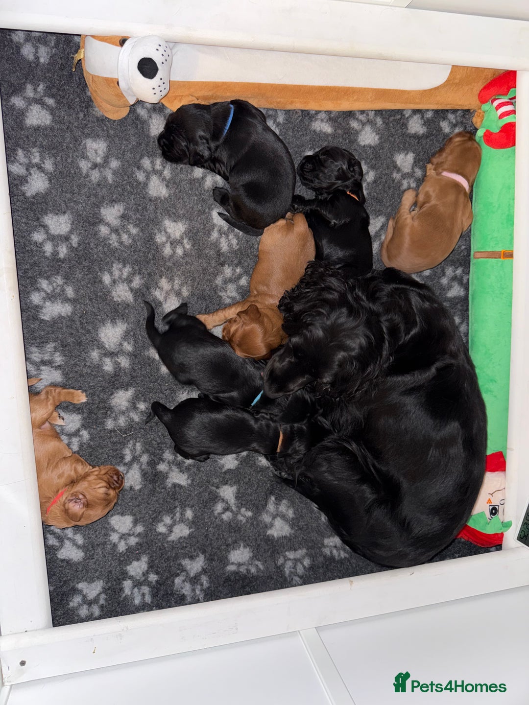 Cocker Spaniel dogs for sale: Chunky Show Cocker Spaniel Puppies 🤩🥰 - Advert 8