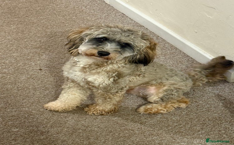 Cockapoo dogs - Advert 3