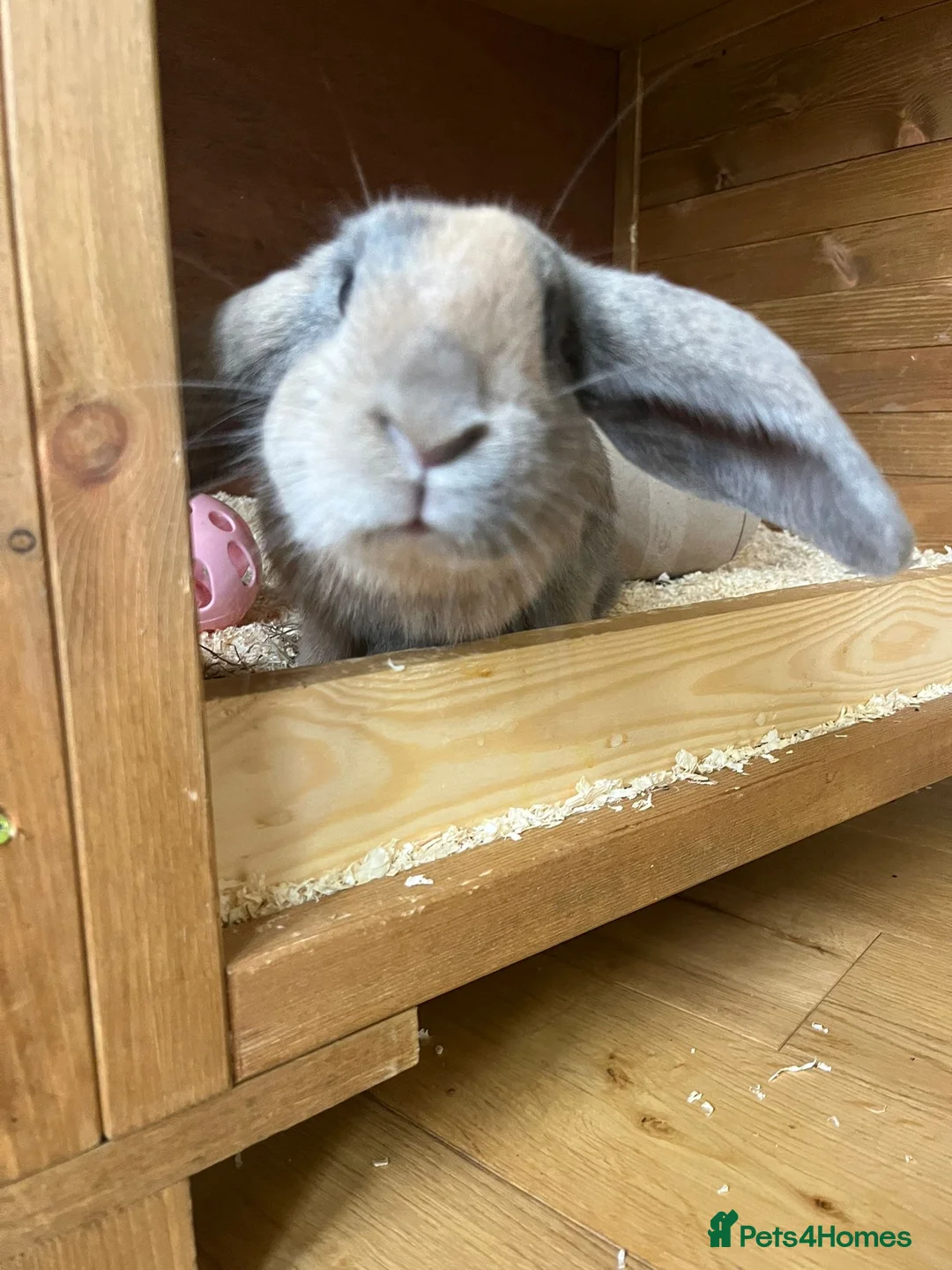 Mini Lop rabbits for sale: 1 mini lop and 1 lop eared rabbit with hutch  - Advert 10