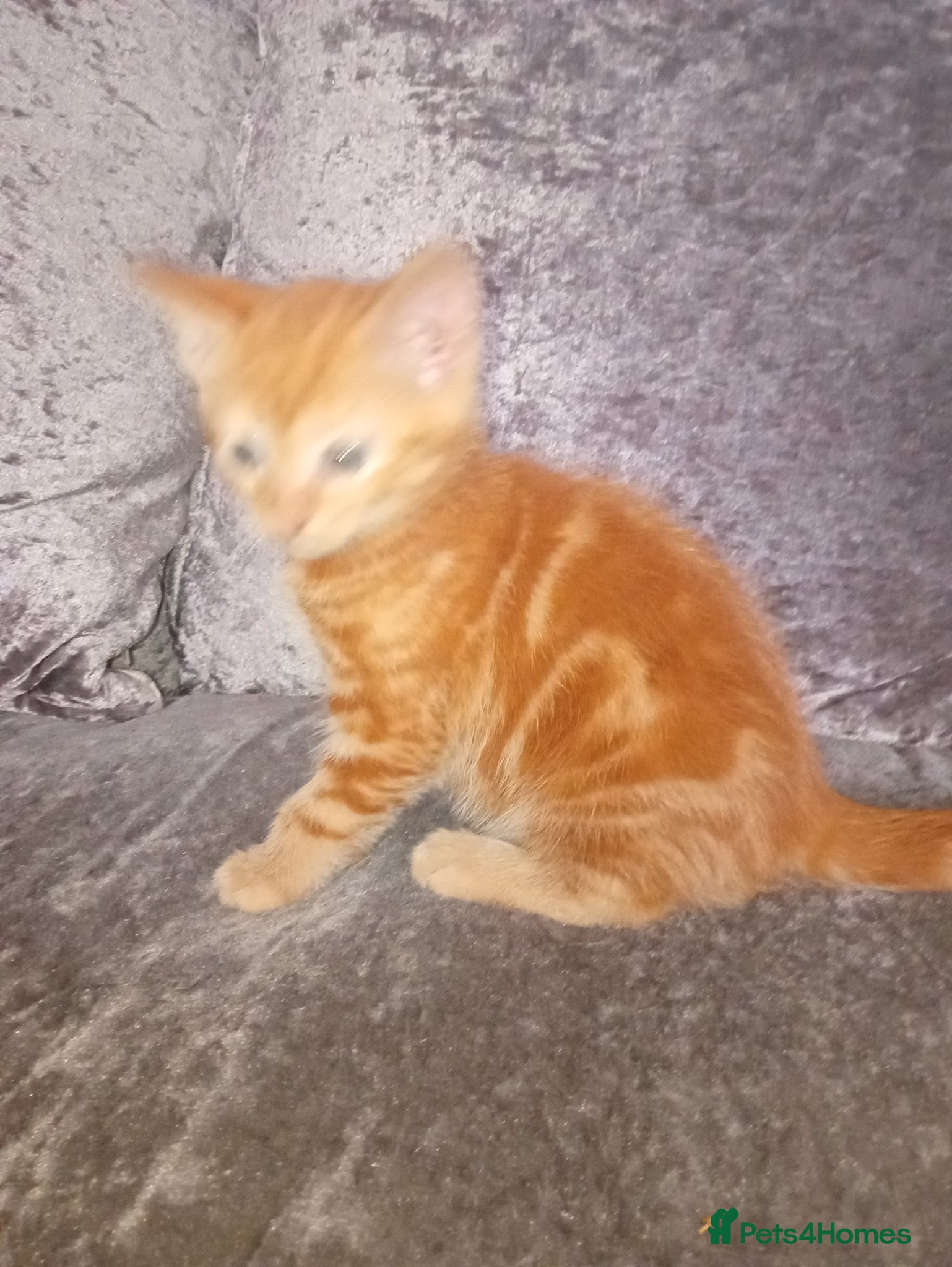 Mixed Breed cats 3 females and one male  - Advert 1