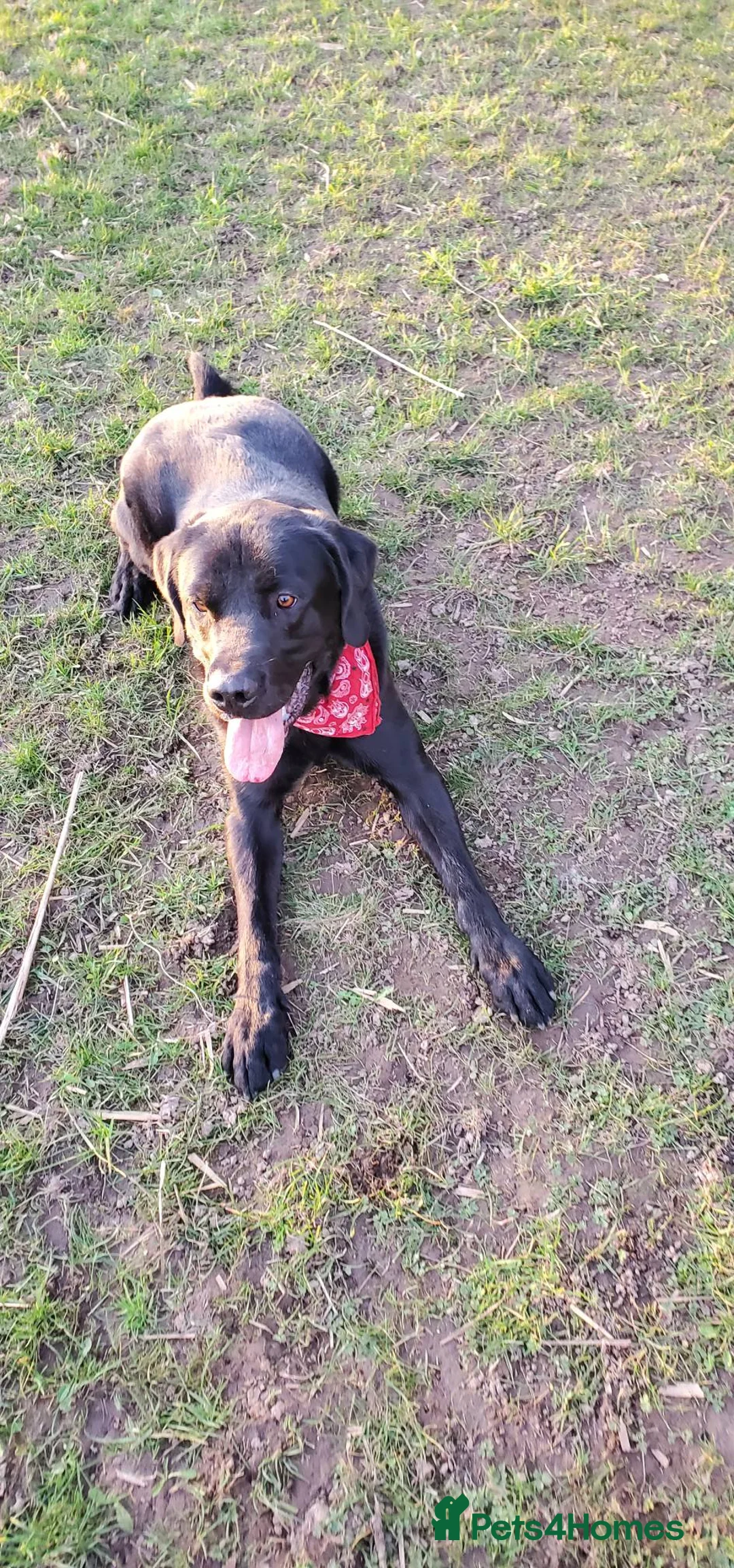 Labrador Retriever dogs for sale: Gorgeous large labrador retriever in Spalding - Advert 2