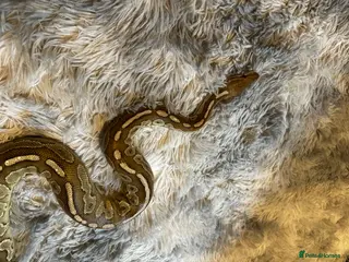 Python Snake reptiles Male Ball Python in ELY - Advert 1