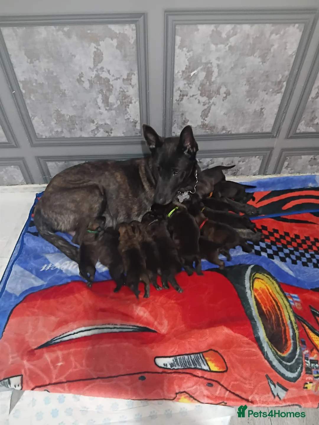 Mixed Breed dogs for sale: German shepherd x dutch shepherd  in Grimsby - Advert 1