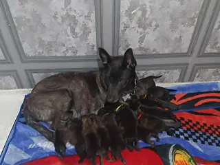 Mixed Breed dogs German shepherd x dutch shepherd - Advert 1