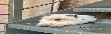 Persian 2
