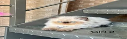 Persian cats for sale: TWO BEAUTIFUL GIRL READY FOR RESERVE!!! - Advert 12