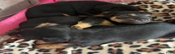 Mixed Breed dogs for sale: Lakeland x Jack Russell puppies  in Crook - Advert 4