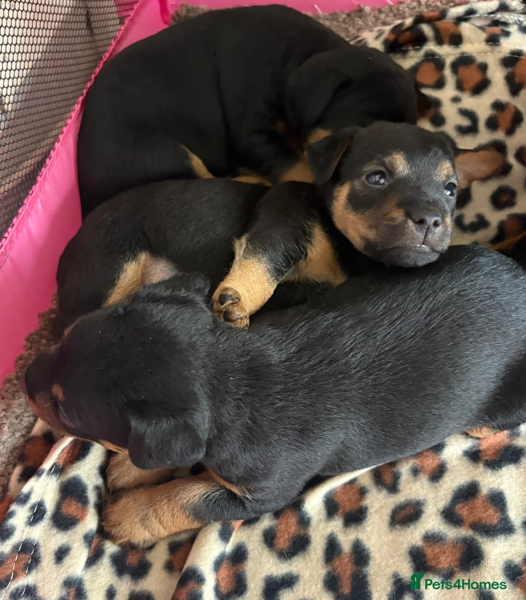 Mixed Breed dogs for sale: Lakeland x Jack Russell puppies  in Crook - Advert 4