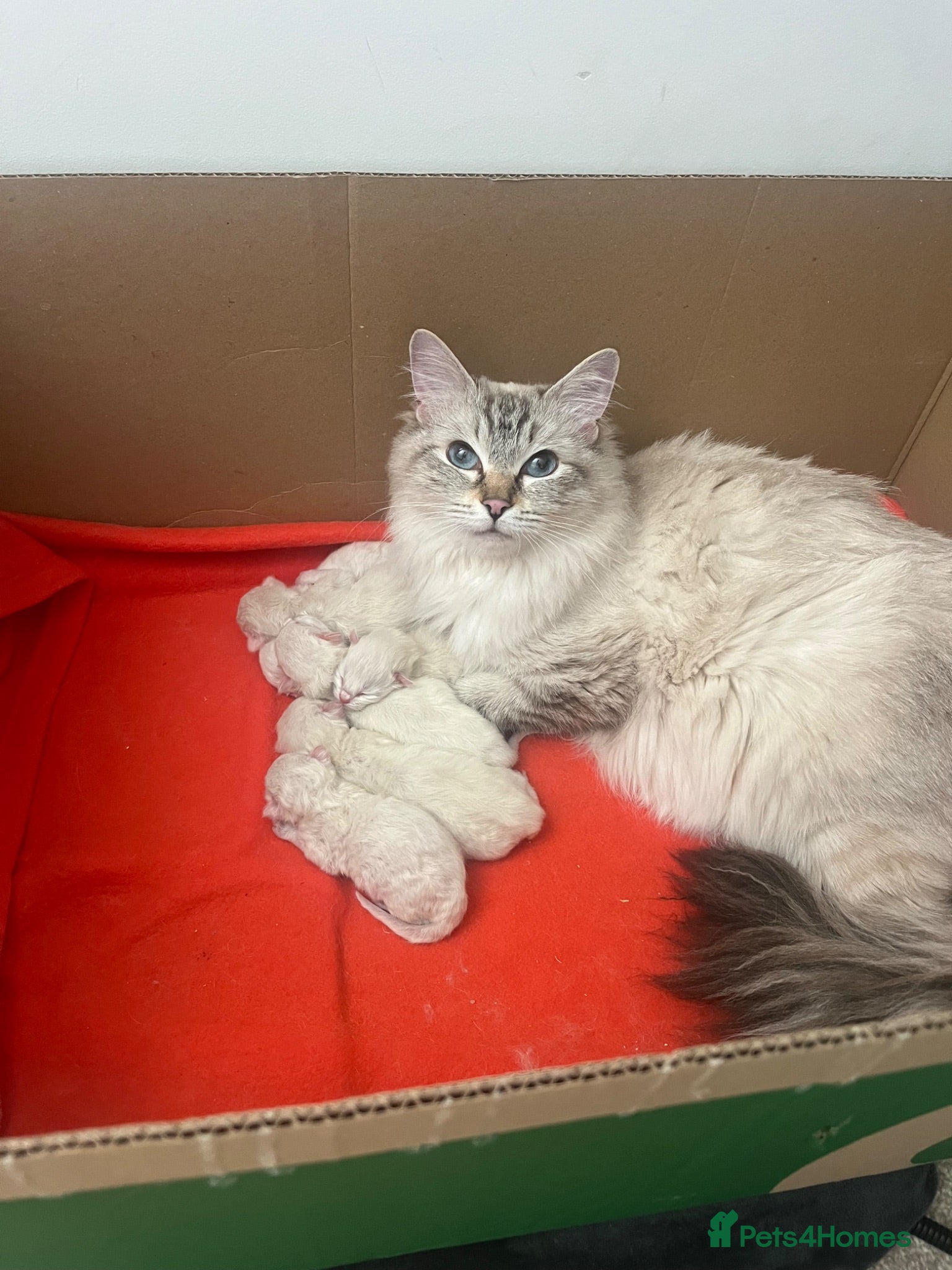 Ragdoll cats Fluffy ragdoll kitty’s  - Advert 1