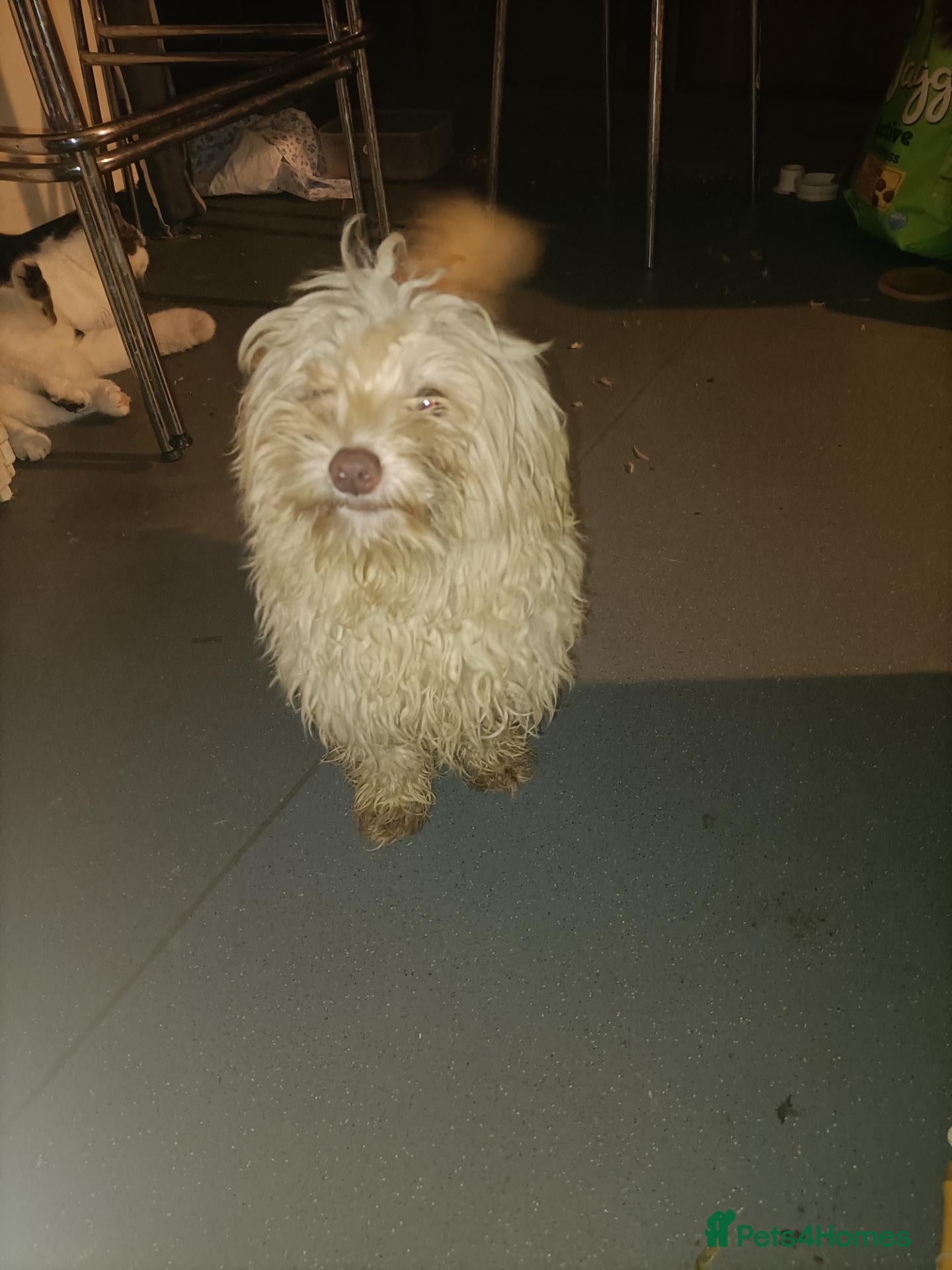 Maltipoo dogs for sale: Maltipoo to be re-homed FREE - Advert 10