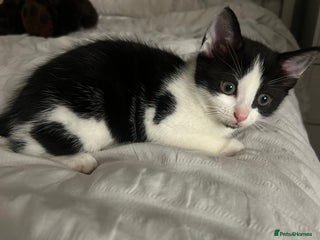 British Shorthair cats Female kitten - Advert 1