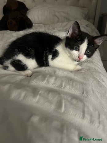 British Shorthair cats Female kitten - Advert 1