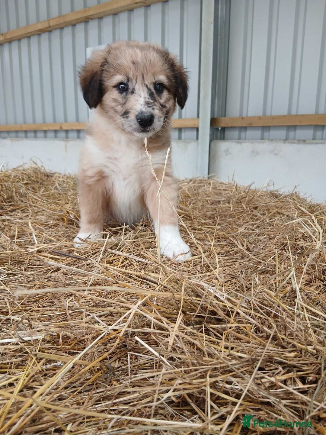 Border Collie dogs for sale: Beautiful long hair puppies  - Image 1
