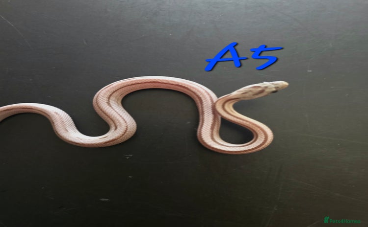 Corn Snake reptiles - Advert 8