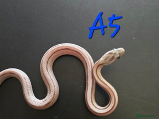 Corn Snake reptiles - Advert 35