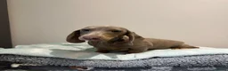 Miniature Dachshund dogs for sale: *ONLY 1 LEFT* Beautiful Miniature Dachshunds - Advert 3