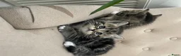 Mixed Breed cats for sale: Adorable Kittens for Sale! in Isleworth - Advert 7