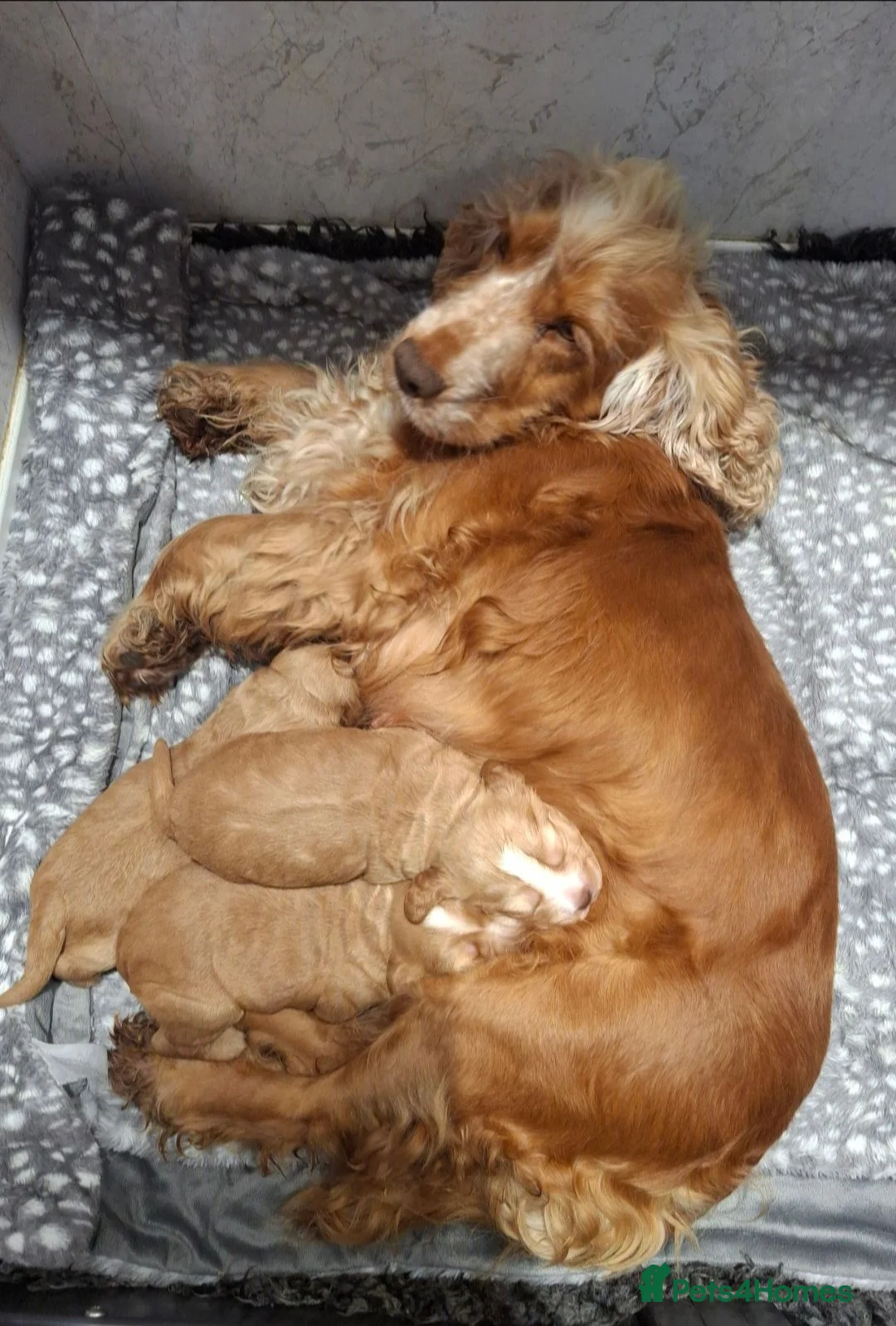 Cocker Spaniel dogs for sale: Simbawood Gold Cocker Spaniel - Advert 2