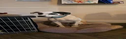 Mixed Breed dogs for adoption: Flipper for adoption in Hastings - Advert 6