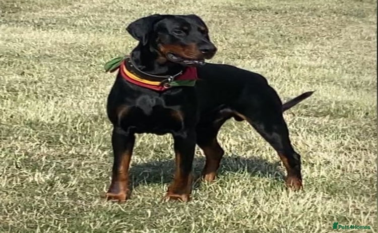 Dobermann dogs - Advert 12