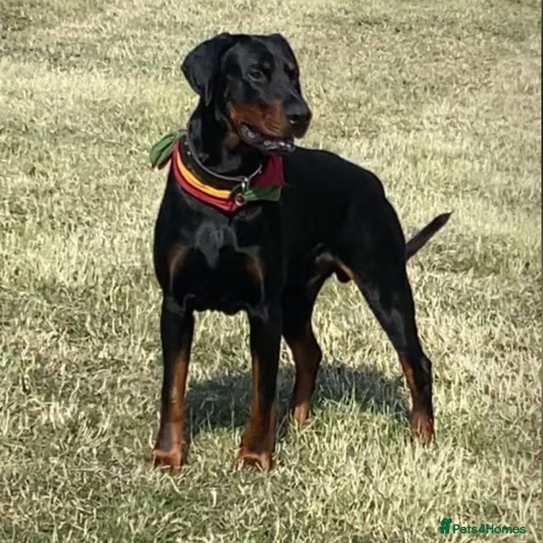 Dobermann dogs for sale: Caine - Image 1