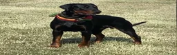 Dobermann dogs for sale: Caine - Advert 1