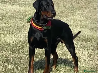 Dobermann dogs Caine - Advert 3