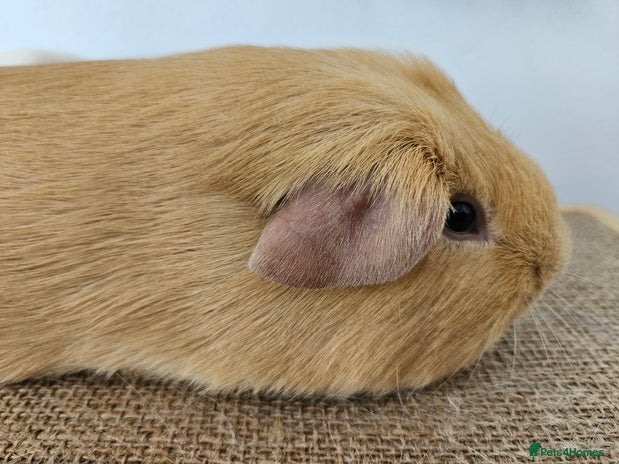 Guinea Pig rodents - Advert 16