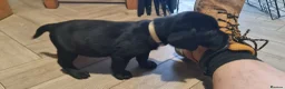 Labrador Retriever dogs for sale: Labrador Puppies *** Last Boy Left Ready to Go*** - Advert 12