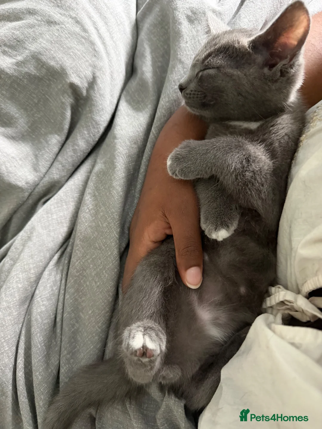 Mixed Breed cats for sale: Grey male cutie! in Sowerby Bridge - Advert 2