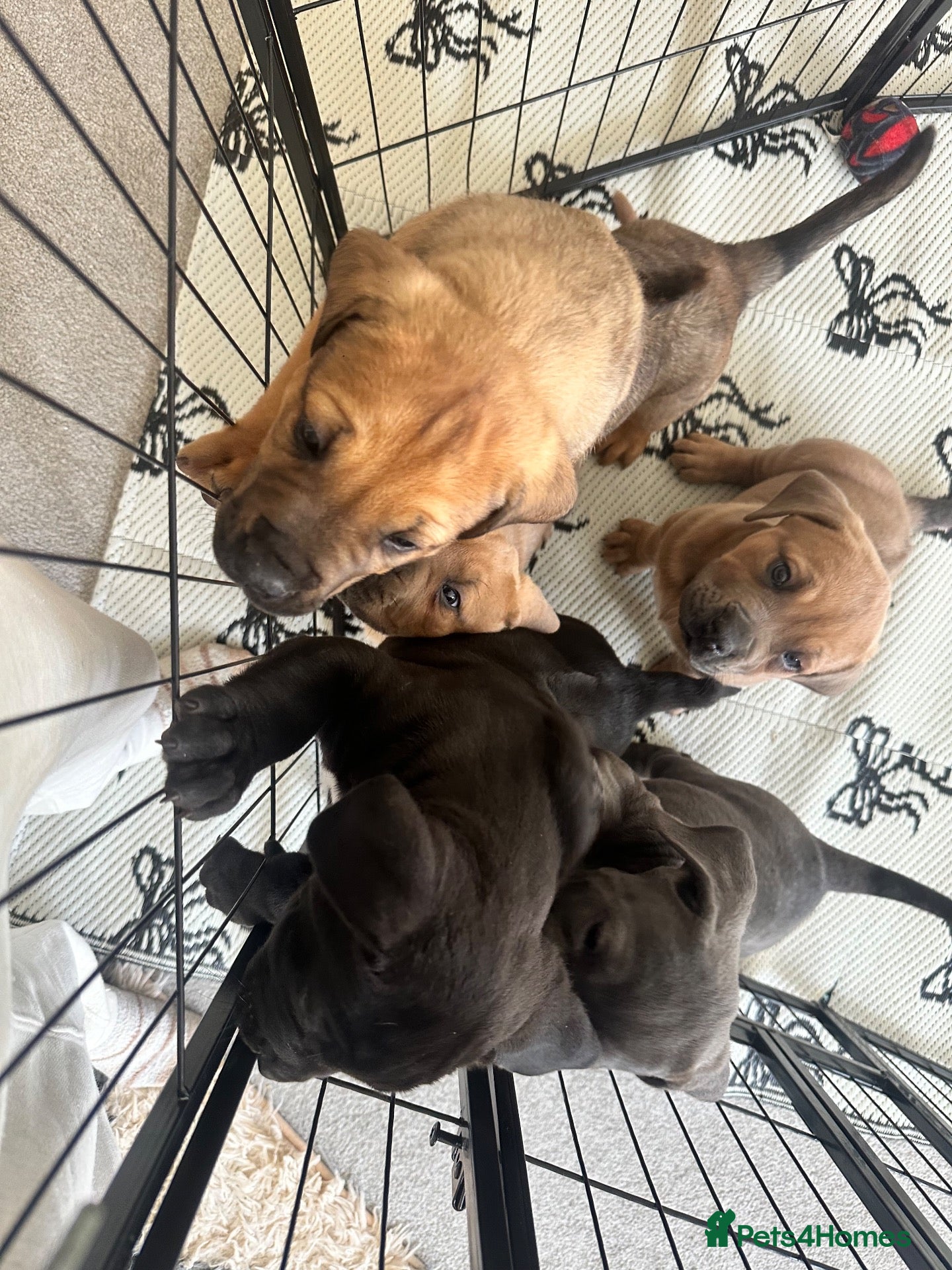 Mixed Breed dogs Stunning Boerboel x Ridgeback puppies  - Advert 17