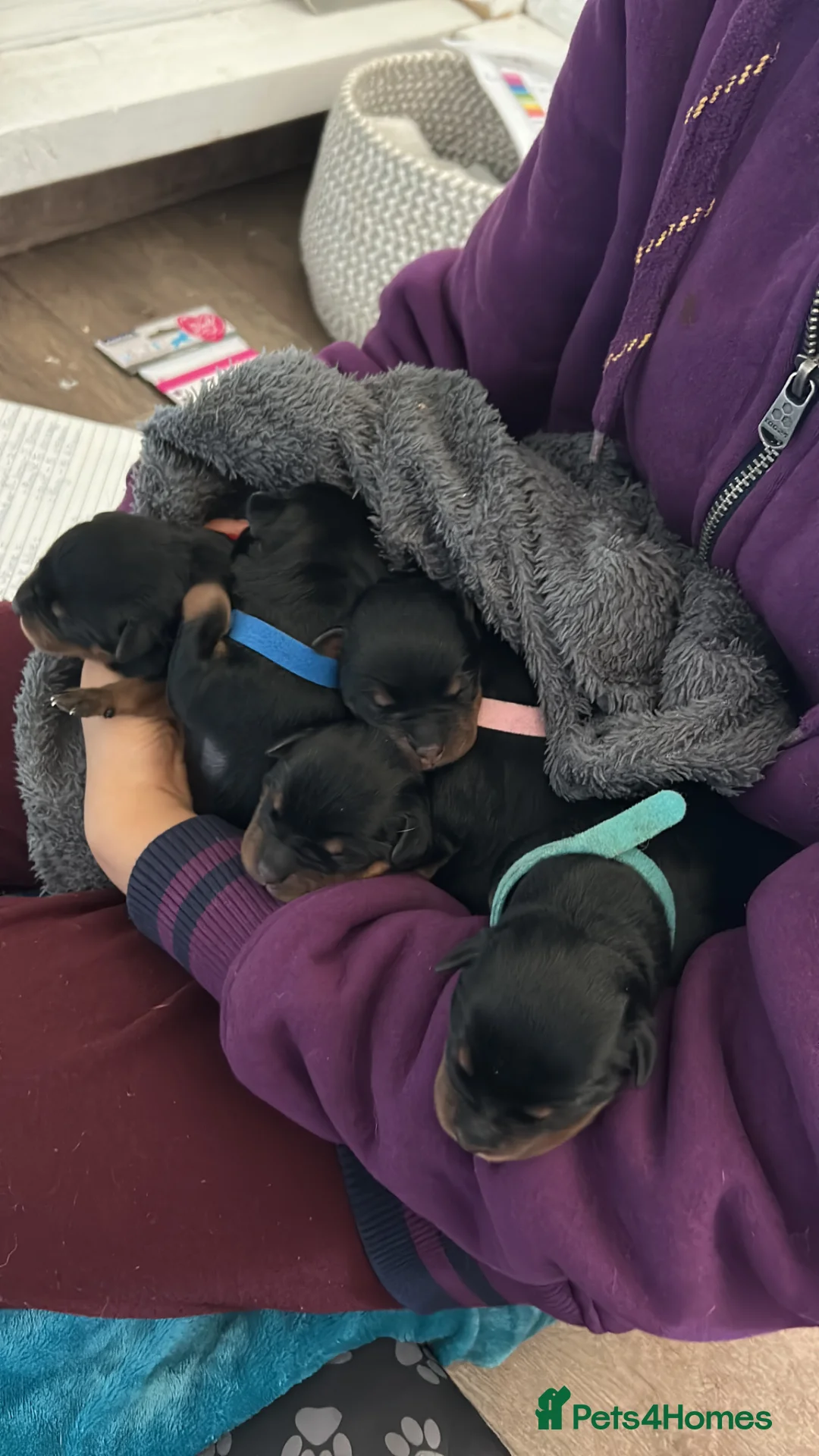 Rottweiler dogs for sale: Pure breed Rottweiler puppies for sale in Witham - Advert 5