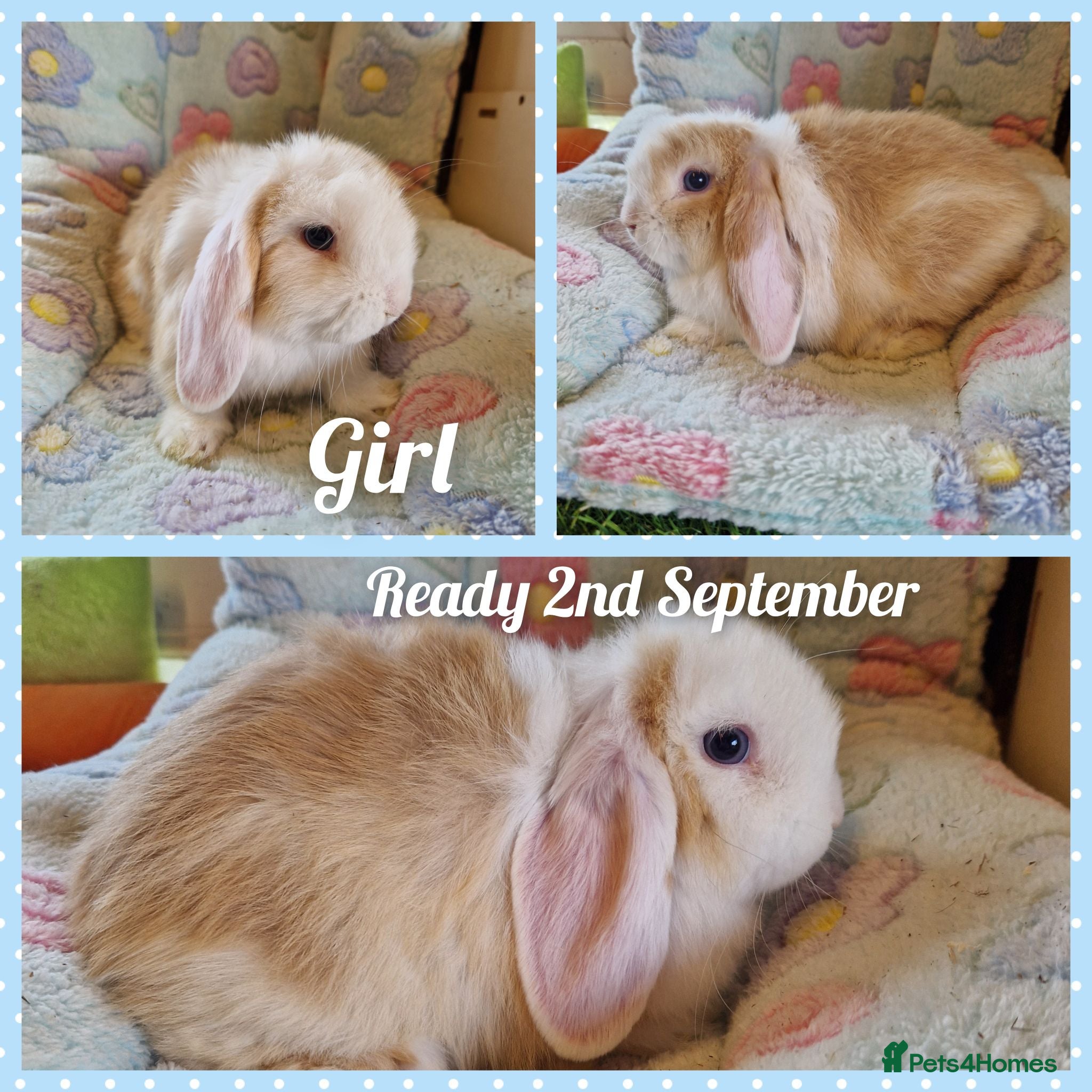 Mini Lop rabbits Mini lop kits  - Advert 4