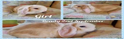 Mini Lop rabbits for sale: Mini lop kits  - Advert 1