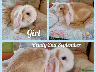 Mini Lop rabbits Mini lop kits - Advert 2