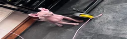 Sphynx cats for sale: 🐈‍⬛🐾 Sphynx elf's / Canadian kittens  - Advert 1