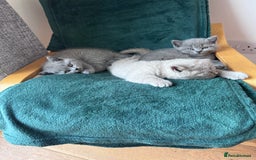 British Shorthair cats for sale: 🌟 Adorable British Shorthair Kittens – Ready! 🌟 - Image 9
