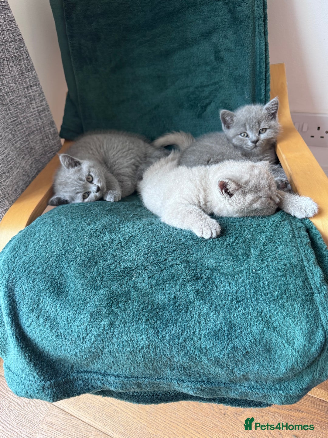 British Shorthair cats for sale: 🌟 Adorable British Shorthair Kittens – Ready! 🌟 - Image 9