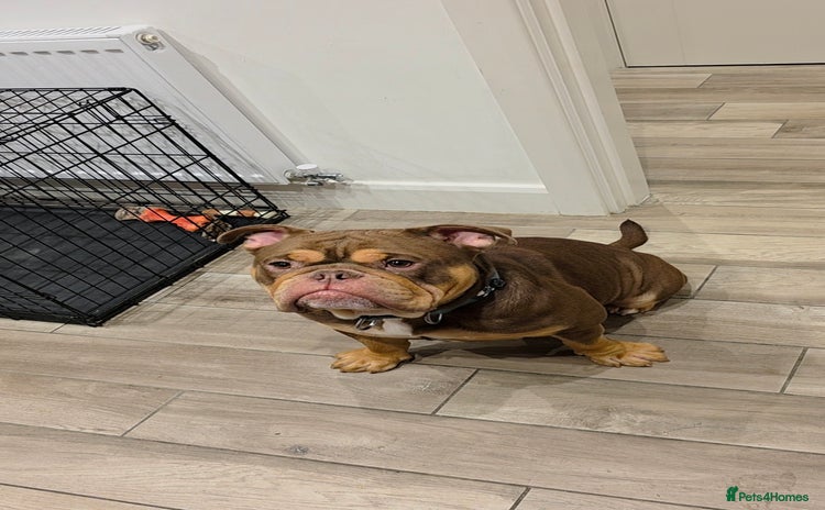 Mixed Breed dogs Olde English Bulldog  - Advert 11