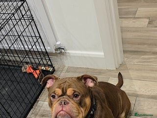 Mixed Breed dogs Olde English Bulldog - Advert 2